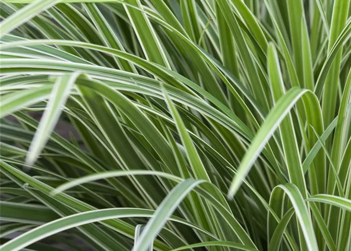 Carex foliosissima 'Ice Dance'