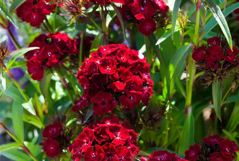 Dianthus barbatus 'Dash'