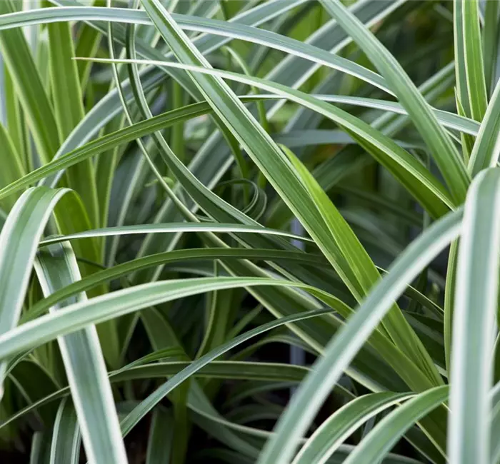 Carex – Weltenbummler und Anpassungskünstler