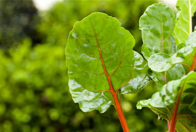 Beta vulgaris var. cicla Beta vulgaris var. cicla