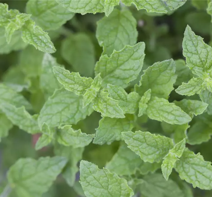 Die Erdbeer-Minze: zarte Pflanze, viel Aroma