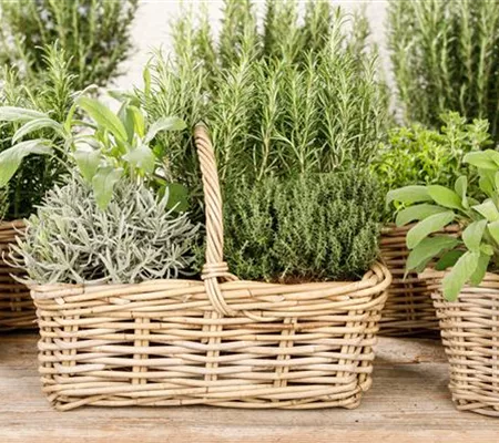 Kräutergarten – Anregungen und Gestaltungshinweise