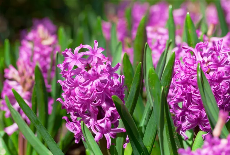 Hyacinthus orientalis 'Marconi'