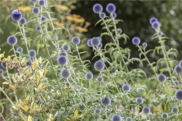Kugeldistel 'Blue Glow'