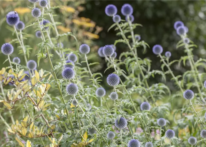 Echinops bannaticus 'Blue Glow'