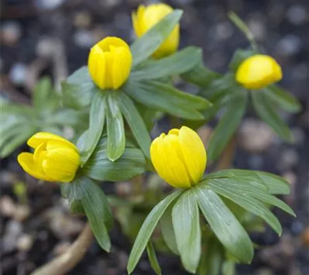 Winterlinge – erste Farbtupfer im winterlichen Garten