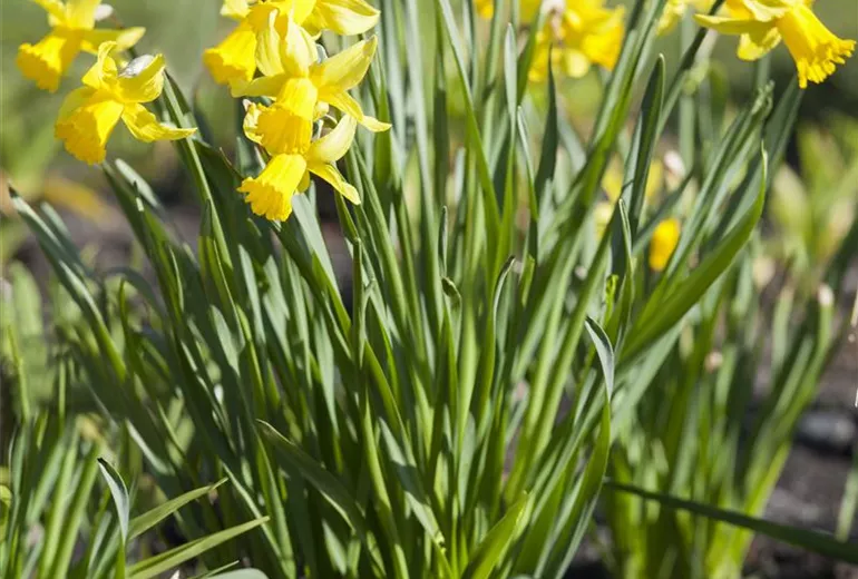 Narcissus, großkronig