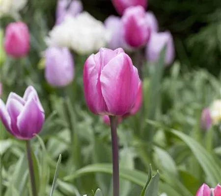 Vergessene Blumenzwiebeln im Frühjahr setzen