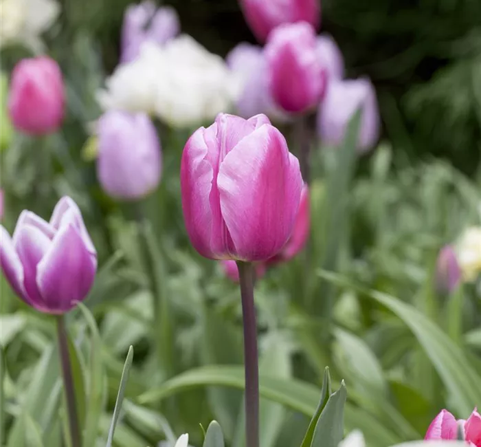 Vergessene Blumenzwiebeln im Frühjahr setzen