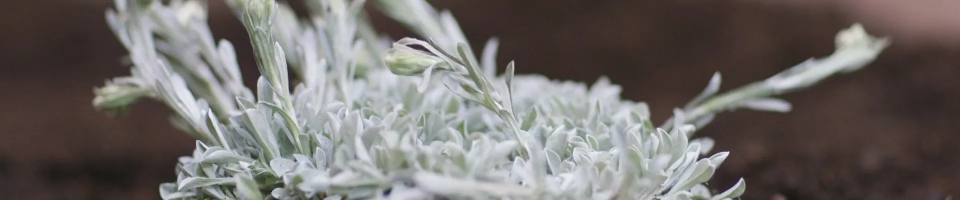Katzenpfötchen - Einpflanzen im Garten (thumbnail)