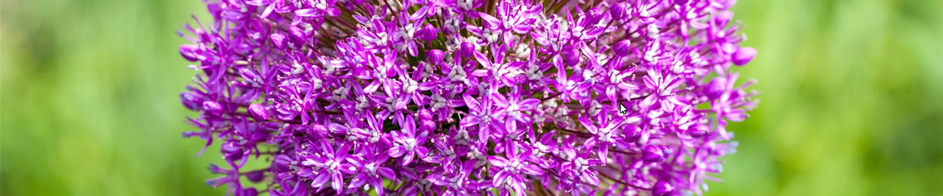 Zierlauch - Einpflanzen im Garten (thumbnail)