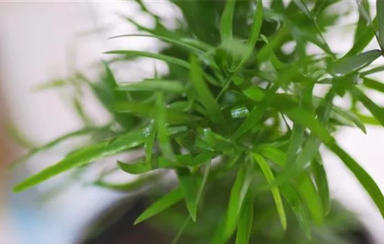 Zierspargel - Einpflanzen in ein Gefäß