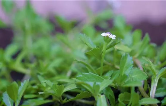 Teppichverbene - Einpflanzen im Garten