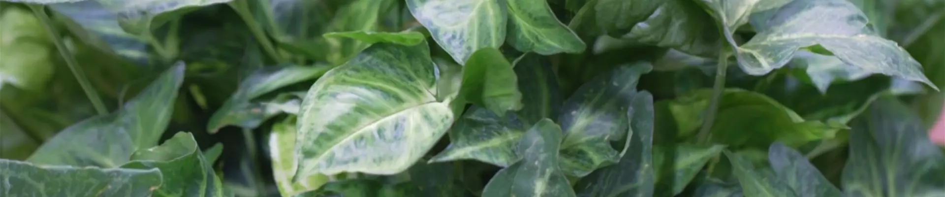 Veränderliche Purpurtüte (Syngonium) - Umtopfen (thumbnail)