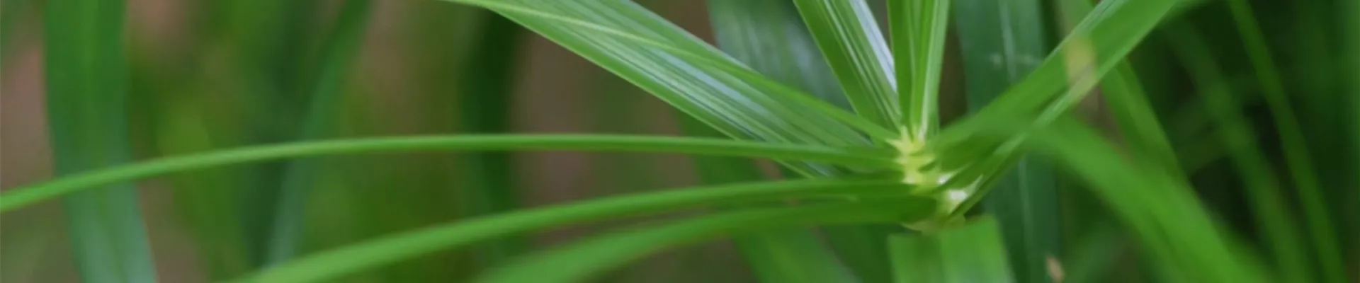 Zyperngras - Umtopfen (Thumbnail)