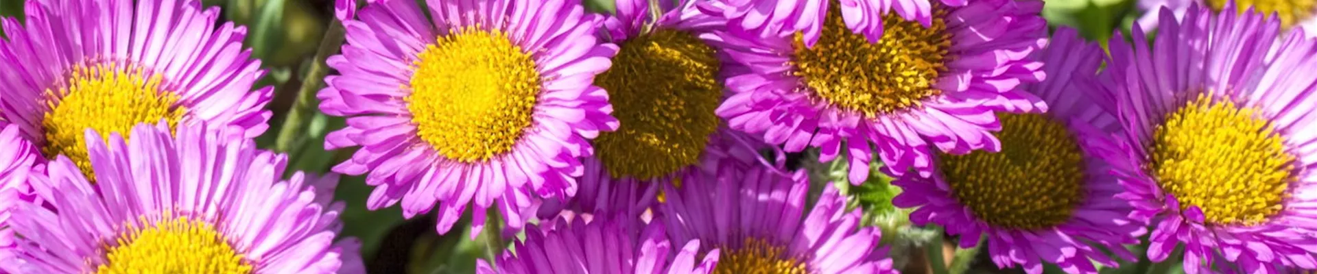 Feinstrahl - Einpflanzen im Garten (Thumbnail)