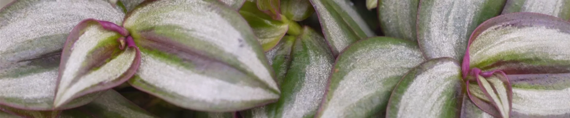 Silber-Dreimasterblume - Einpflanzen in ein Gefäß (Thumbnail)