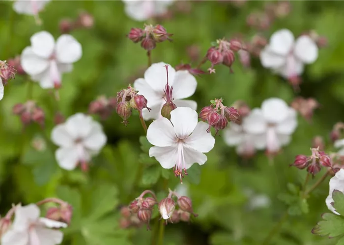 Geranium x cantabrigiense 'Lohfelden'