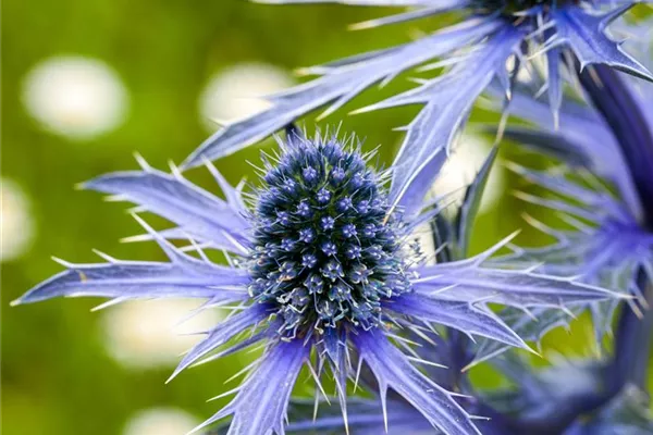 Kleiner Garten-Mannstreu 'Blauer Zwerg'