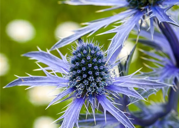 Eryngium planum