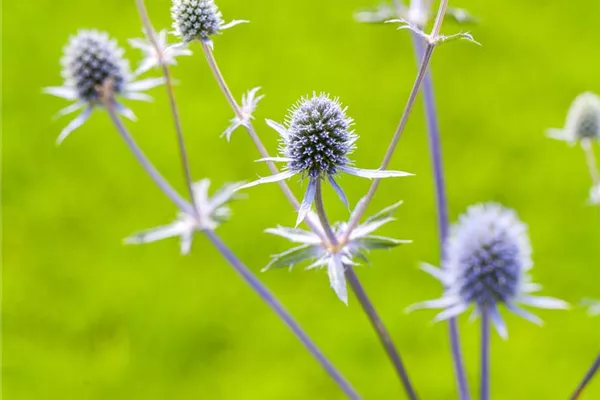 Kleiner Garten-Mannstreu 'Blaukappe'