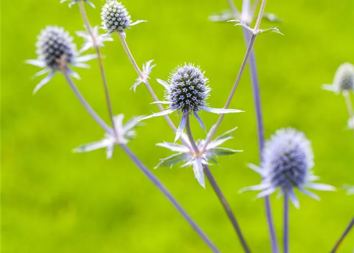 Eryngium planum