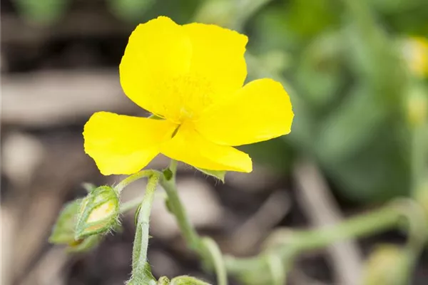 Garten-Sonnenröschen 'Sterntaler'
