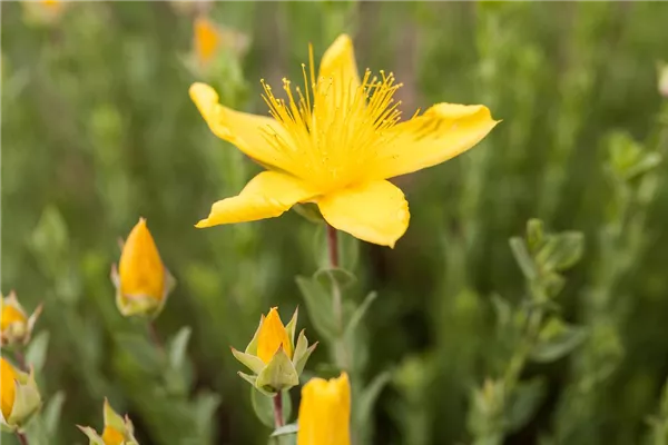 Garten-Polster-Johanniskraut 'Grandiflorum'