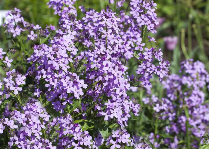 Hesperis matronalis