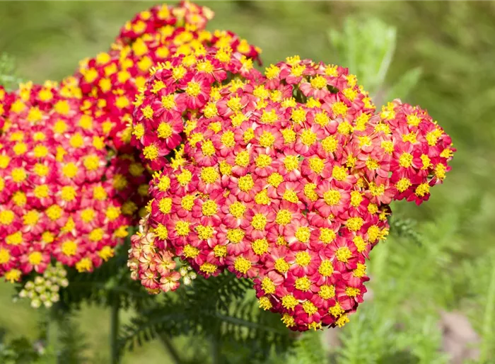 Schafgarbe 'Feuerland'