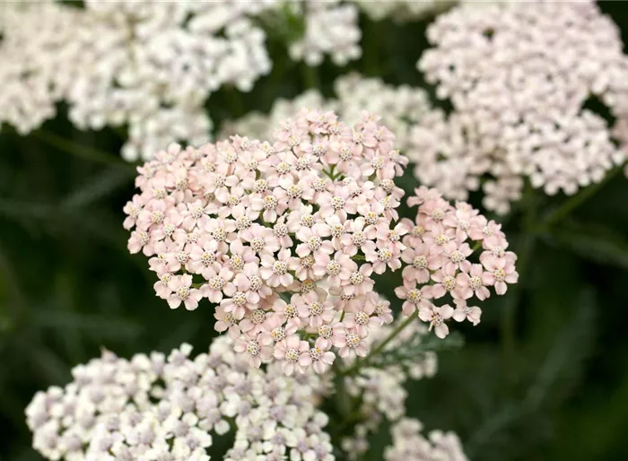 Schafgarbe 'Lachsschönheit'