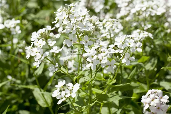 Garten-Nachtviole 'Alba'