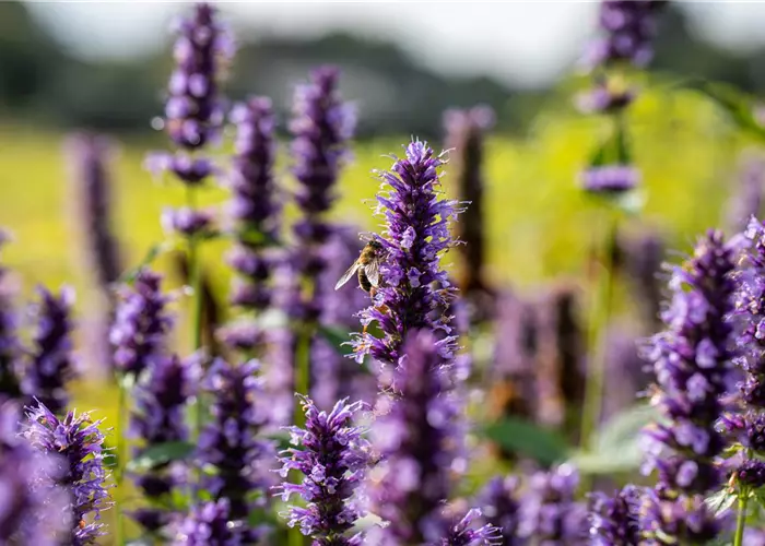 Agastache x rugosa 'Black Adder' -R-