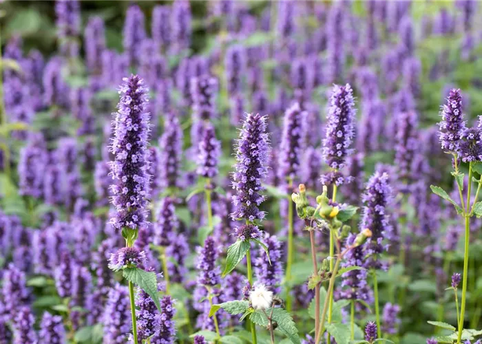 Agastache x rugosa 'Black Adder' -R-