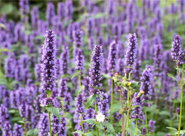 Garten-Duftnessel 'Black Adder'®