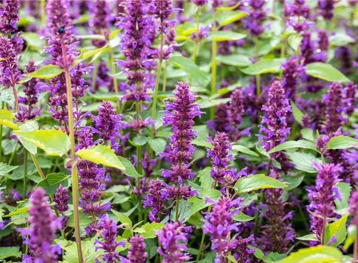 Duftnessel 'Blue Boa'