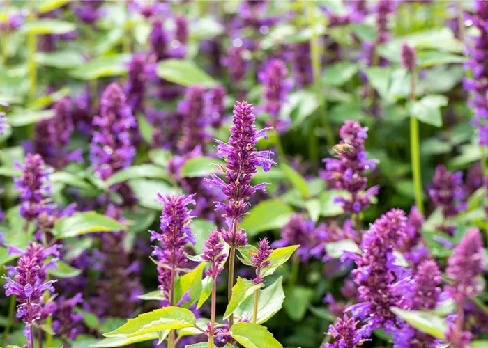 Agastache x rugosa 'Blue Boa'