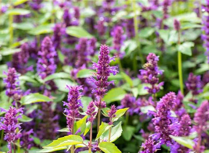 Garten-Duftnessel 'Blue Boa'