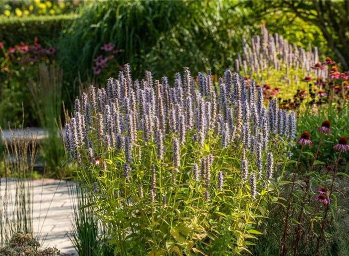 Garten-Duftnessel 'Blue Fortune' 