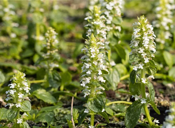 Weißblühender Garten-Günsel 'Alba'