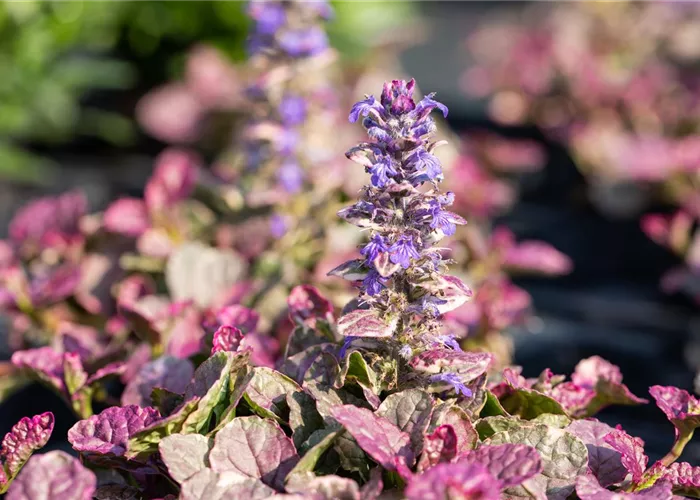 Ajuga reptans 'Burgundy Glow'