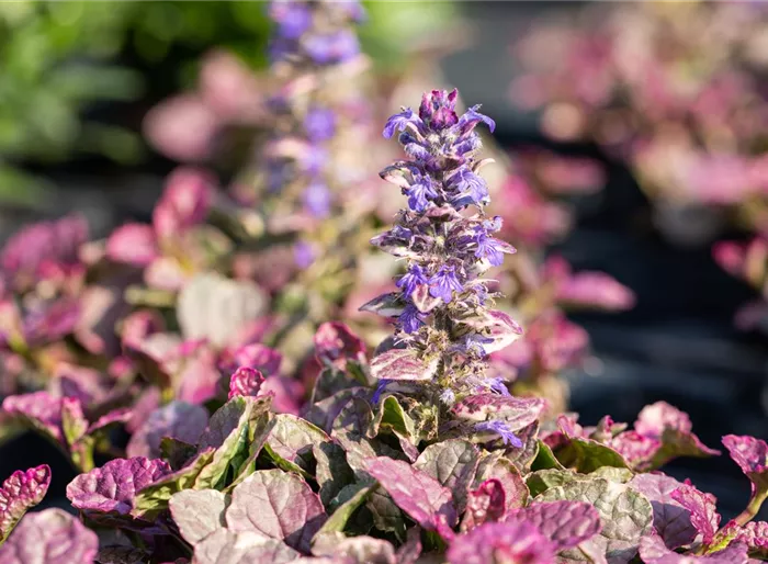 Garten-Günsel 'Burgundy Glow'