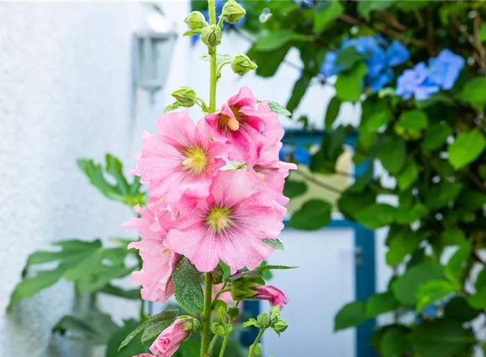 Feigenblättrige Stockrose