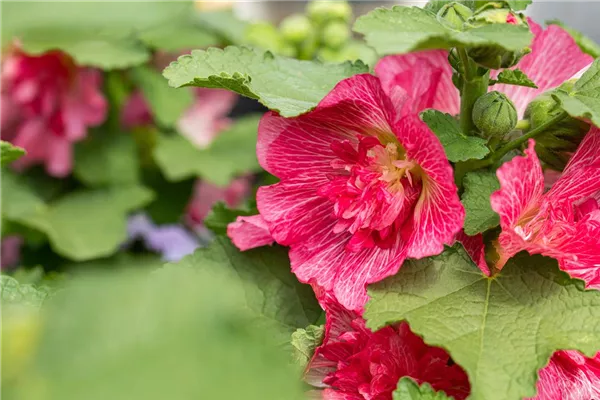 Gefülltblühende Garten-Stockrose
