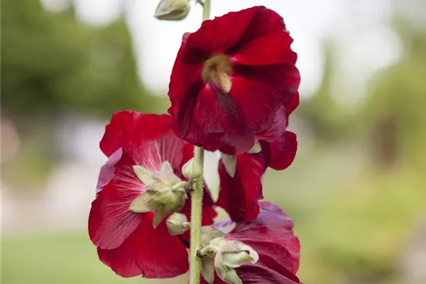 Garten-Stockrose 'Spotlight Mars Magic'