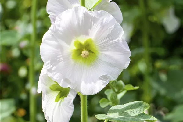 Garten-Stockrose 'Spotlight Polarstar'