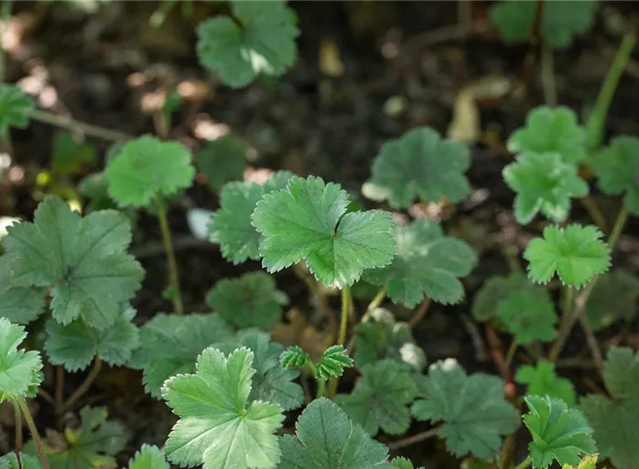 Zwergiger Frauenmantel