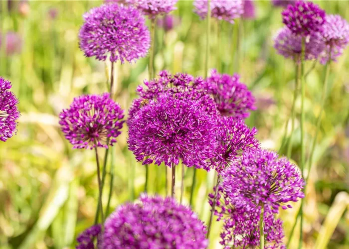 Allium aflatunense 'Purple Sensation' Allium aflatunense 'Purple Sensation'