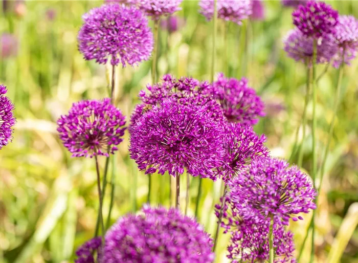 Garten-Kugel-Lauch 'Purple Sensation' Garten-Kugel-Lauch 'Purple Sensation'