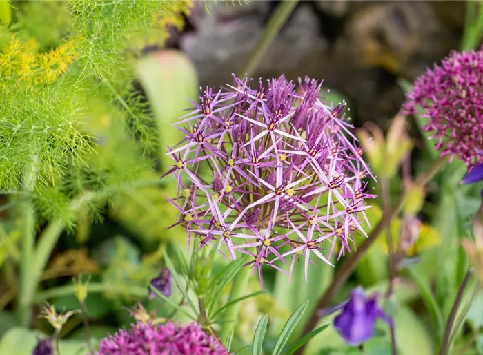 Sternkugel-Lauch Sternkugel-Lauch